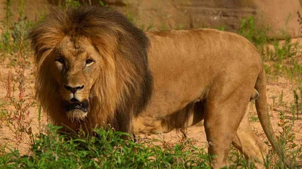 Lions Catch Covid 19 At Barcelona Zoo In Spain But Respond Well To Treatment