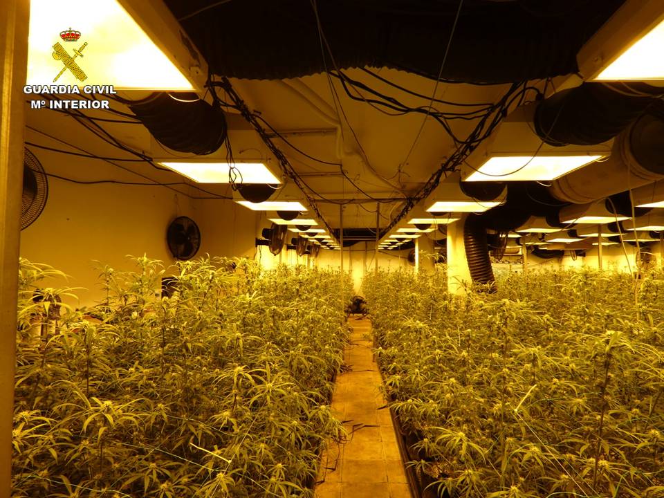 Russian Man Caught Running A Giant Marijuana Farm In His Villa Basement On Spain S Costa Blanca