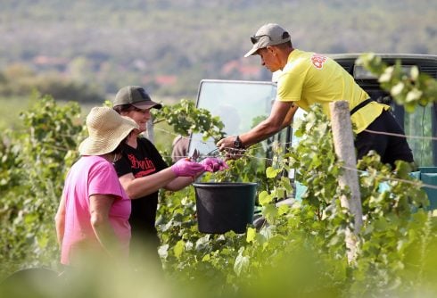 Vineyards were the most abandoned crop in 2020