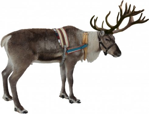 Isolated_white_reindeer_winter_christmas_deer_xmas_holiday 671267