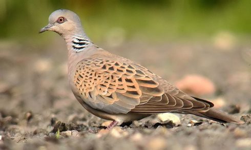 Fines Threatened After Endangered Turtle Doves Lack Protection In Spain S Murcia Region