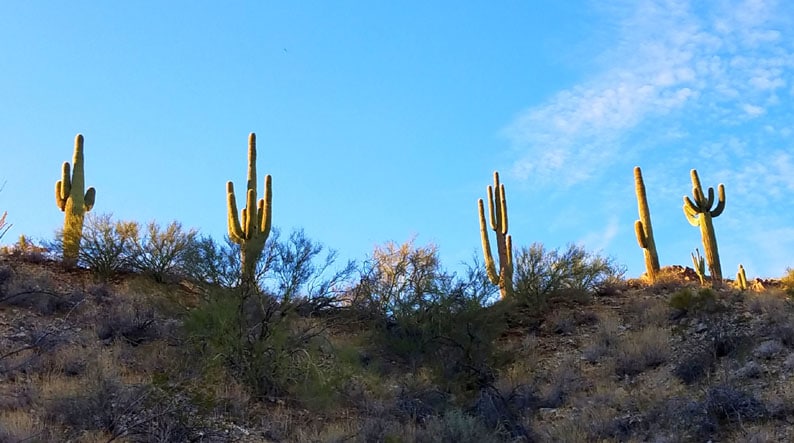 Arizona Cactus