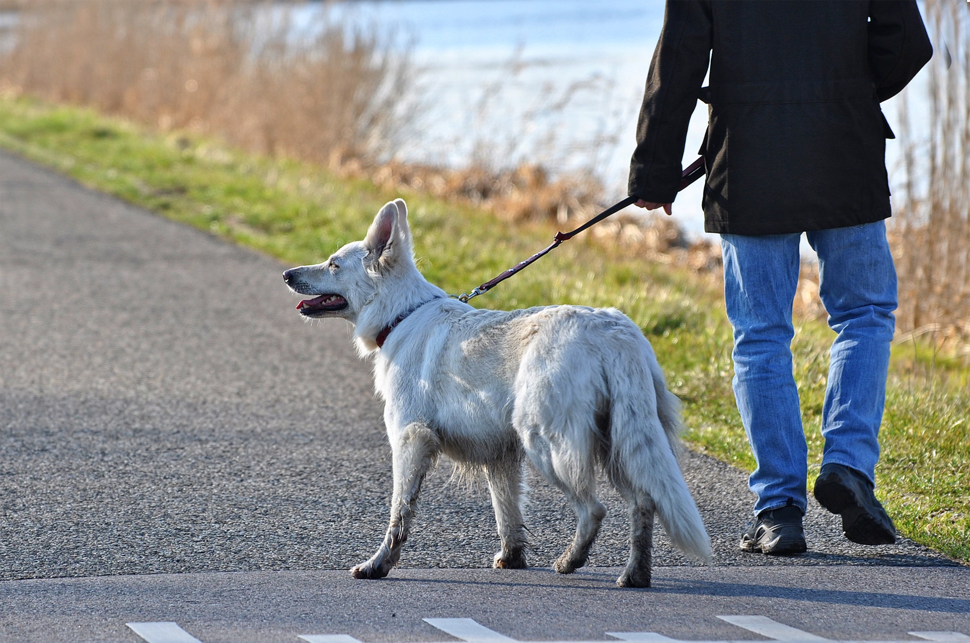 New Animal Welfare Law for Spain&#39;s Andalucia prohibits keeping more than  five pets - Olive Press News Spain