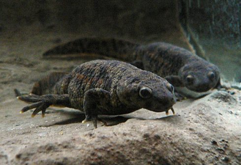 The Iberian ribbed newt