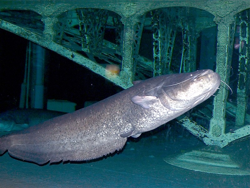 800px European Catfish (silurus Glanis) (13532570755)