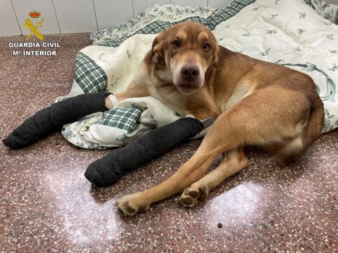 Heartless Dog Owner Dumps Puppy With Two Broken Legs In Costa Blanca Animal Shelter Car Park