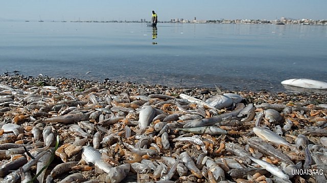 Mar Menor Dead Fish