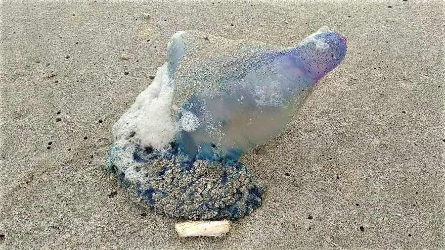 Return Of Mar Menor Jellyfish