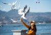 Gibraltar gets all-clear for bird flu after dead seagulls test negative in the UK Tourism seagulls