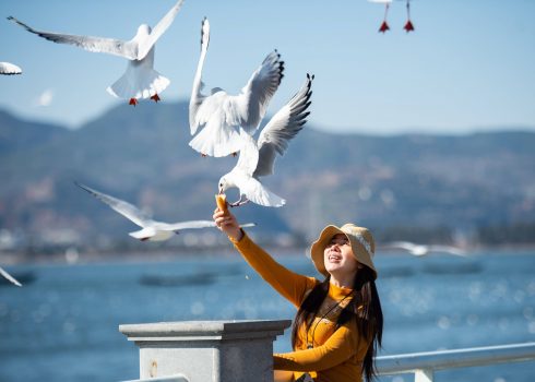 Tourism seagulls