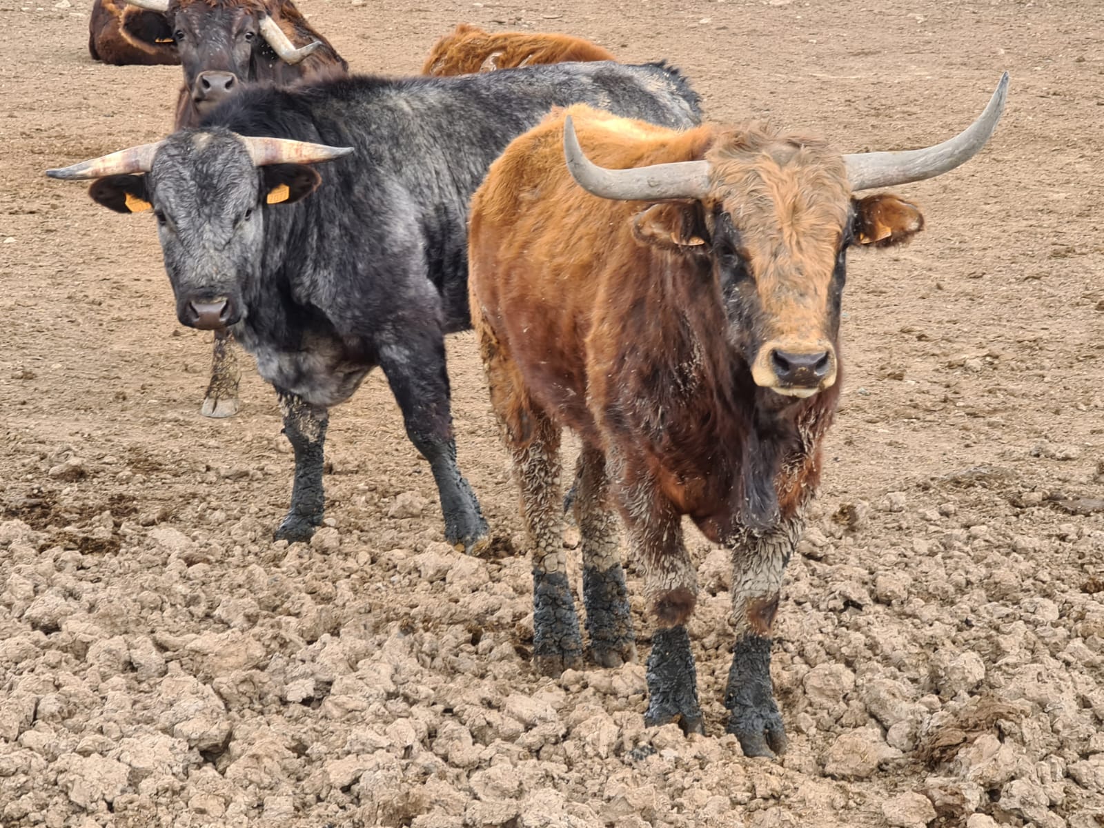 Cattle in a field in Spain