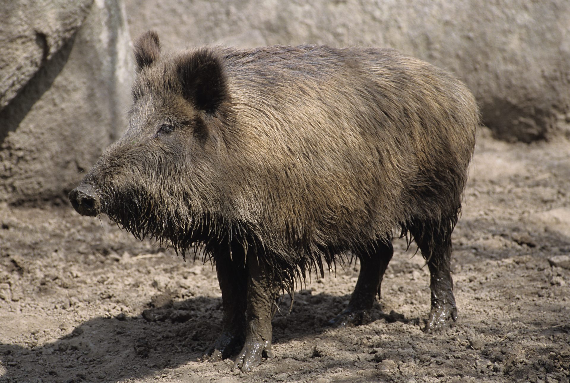 ANIMAL OVER-BOAR-D!: Wild boar rescued from the sea at Valencia port ...
