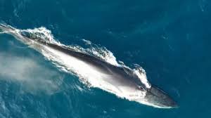 drone footage fin whales Spain coast