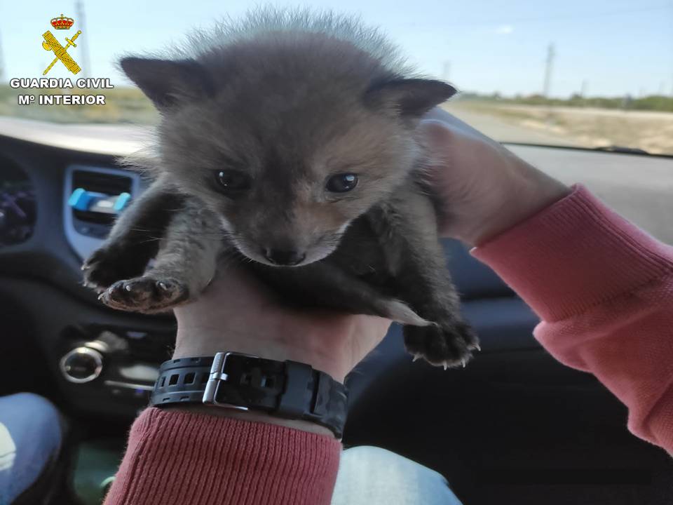 Illegally-caught baby fox rescued on Spain's Costa Blanca after it was advertised on a second-hand item website