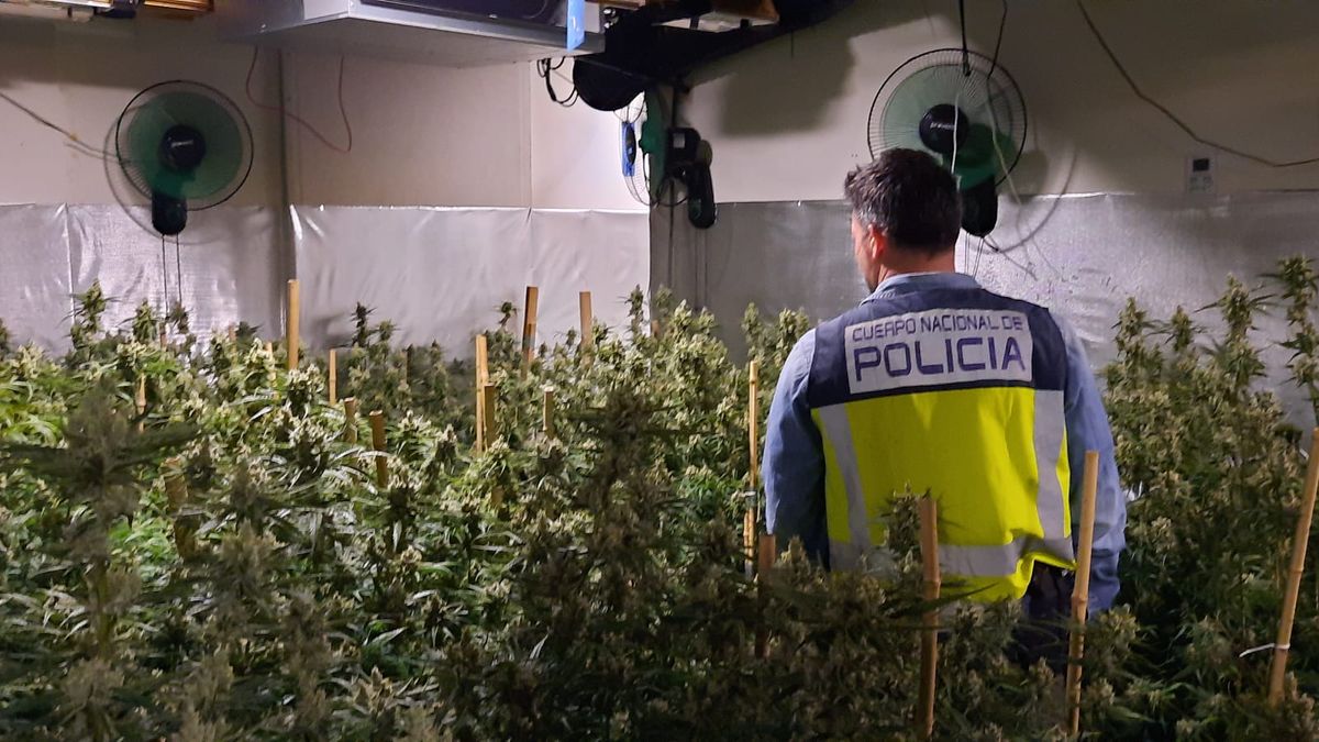 Costa Blanca police raid luxury Denia villa used as drugs farm