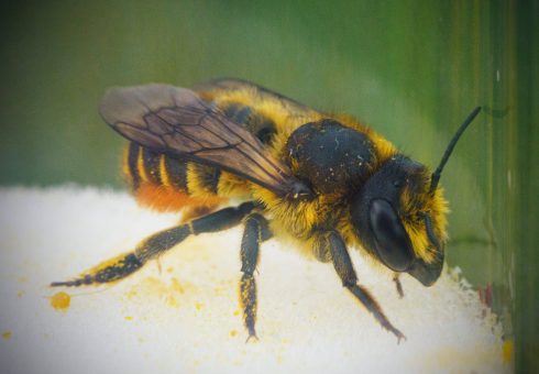 FATAL STING as cyclist dies after swallowing a bee during a ride in Valencia region of Spain