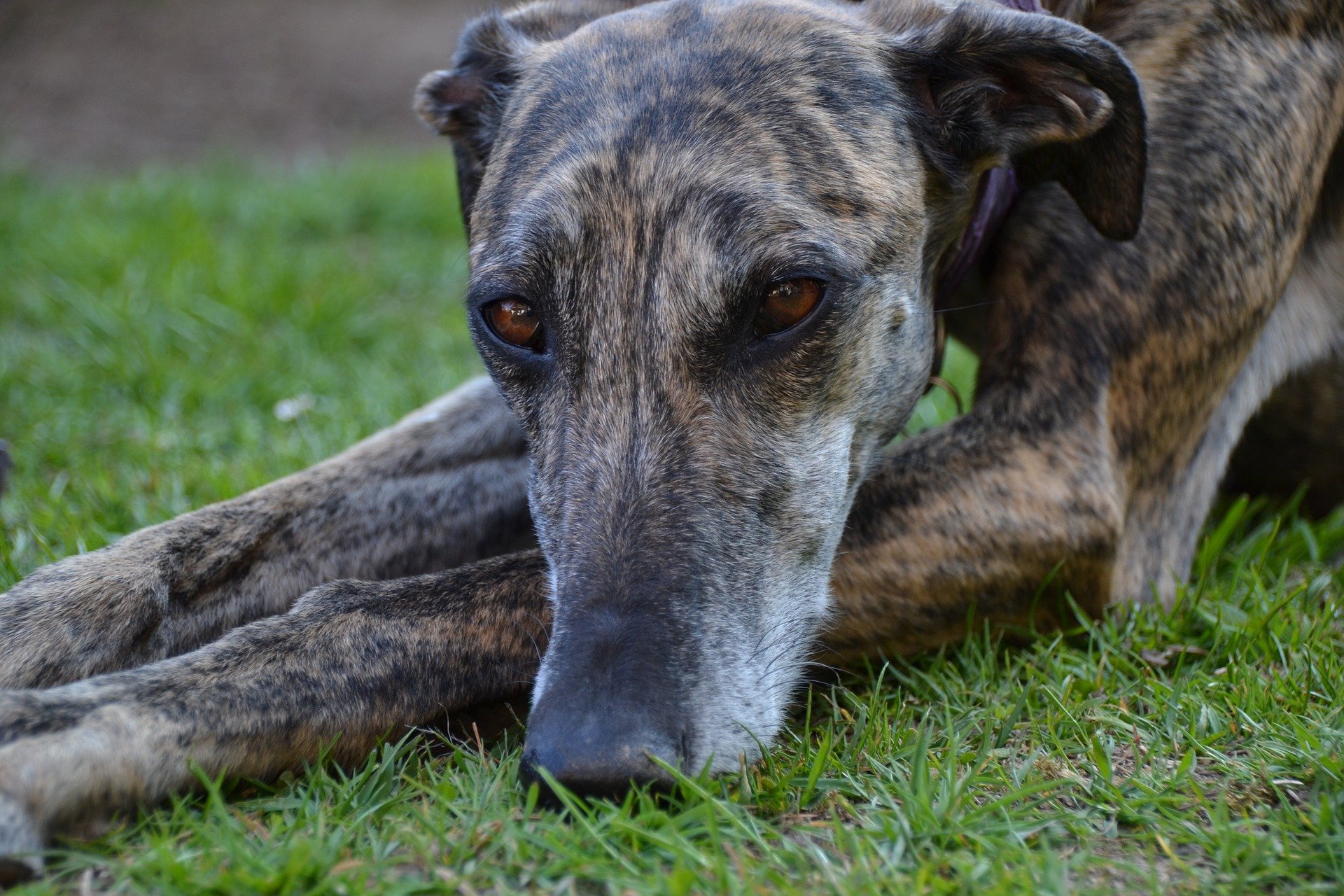 Galgo Español