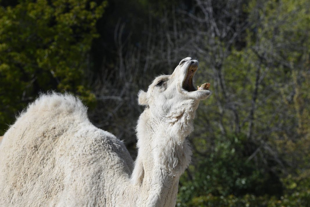 Man dies after being dragged for 200 metres by camel during 'pleasure ...