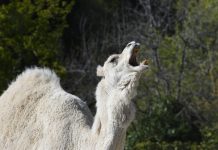Man dies after being dragged for 200 metres by camel during ‘pleasure trip’ in scenic area of Valencia region of Spain Man dies after being dragged for 200 metres by camel during 'pleasure trip' in scenic area of Valencia region of Spain