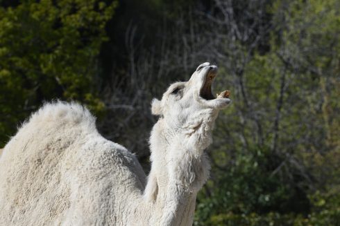 Man dies after being dragged for 200 metres by camel during 'pleasure trip' in scenic area of Valencia region of Spain