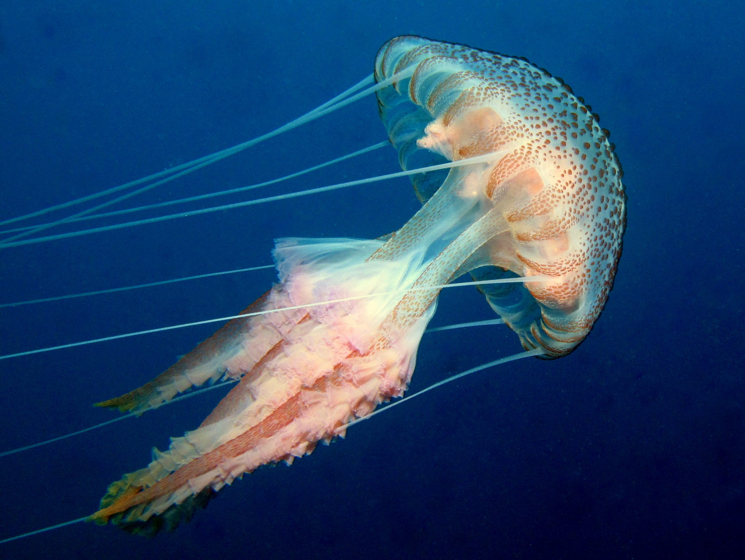 Jellyfish Invasion: Swarms Hit Nerja and Torrox Beaches in Spain ...
