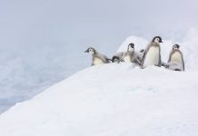 Make a wish, whether it’s to see the penguins in Antarctica or climb Everest, keep your dreams alive Terenia Antarctica Penguins Dk