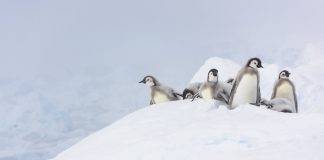 Make a wish, whether it’s to see the penguins in Antarctica or climb Everest, keep your dreams alive Terenia Antarctica Penguins Dk