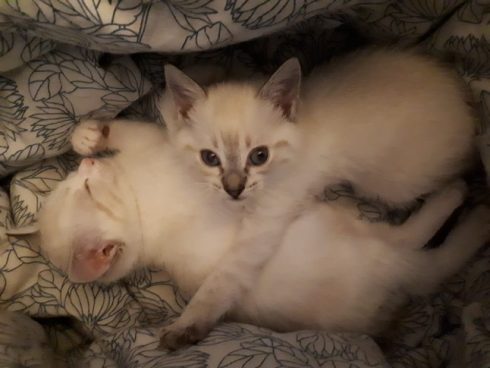 kittens spain animal rights