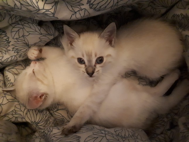 kittens spain animal rights