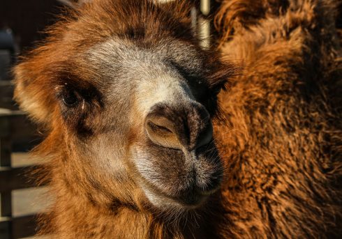 Bactrian Camel