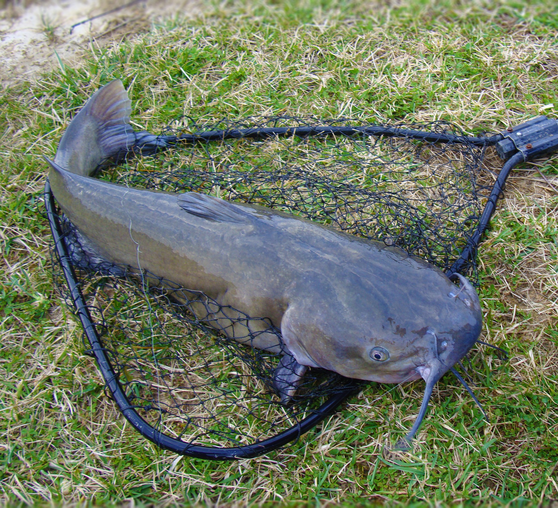 Giant 100 kg catfish caught in Sevilla's Guadalquivir River - Olive Press  News Spain