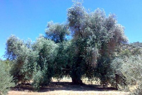 olive tree fuentebuena