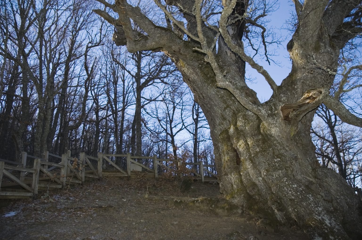 Ten of the most amazing and interesting trees to visit in Spain Olive