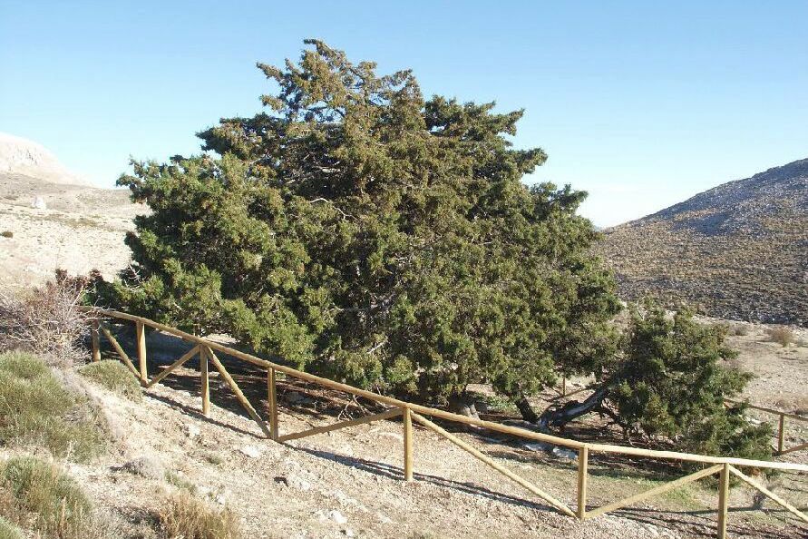 Ten of the most amazing and interesting trees to visit in Spain Olive Press News Spain