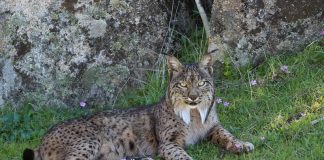 Iberian lynx: How Spain brought the world’s most endangered cat back from the brink of extinction 32609200053 60c7186b61 C