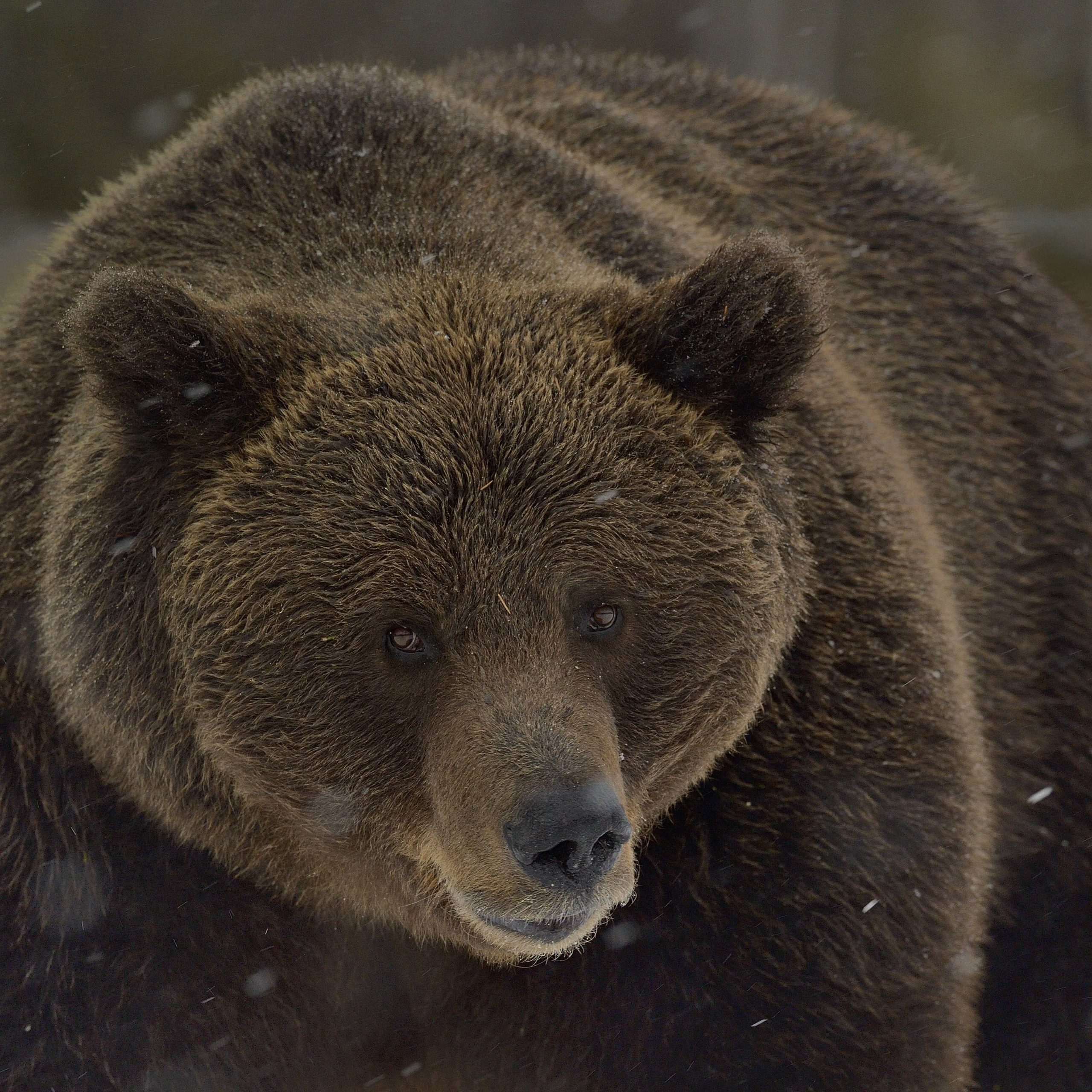 Animal,animals,wildlife,vertebrate,vertebrates,chordate,chordates,mammal,mammals,carnivore,carnivores,ursidae,bear,bears,ursus Arctos,brown Bear,strength,power,powerful,strong,colour ,brown,europe,northern Europe,north Europe,nordic Countries,finland,looking At Camera,close Up,closeups,portrait,portraits,animal Head,head,heads,snowy,close Up,close Ups,wintry,european Brown Bear,color,direct Gaze,close Ups,closeup,colours,colors,european,brown Colour,opportunism,animals,vertebrates,chordates,mammals,carnivores,bears,closeups,portraits,close Ups,close Ups,colours,colors,animal,wildlife,vertebrate,mammal,carnivore,ursidae,bear,ursus Arctos,brown Bear,strength,colour ,brown,europe,northern Europe,nordic Countries,finland,close Up,portrait,european Brown Bear