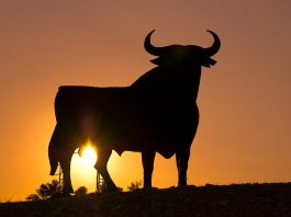 Spain’s iconic Osborne bull gets a redesign to mark anniversary 2311310078 A41f6857ca C