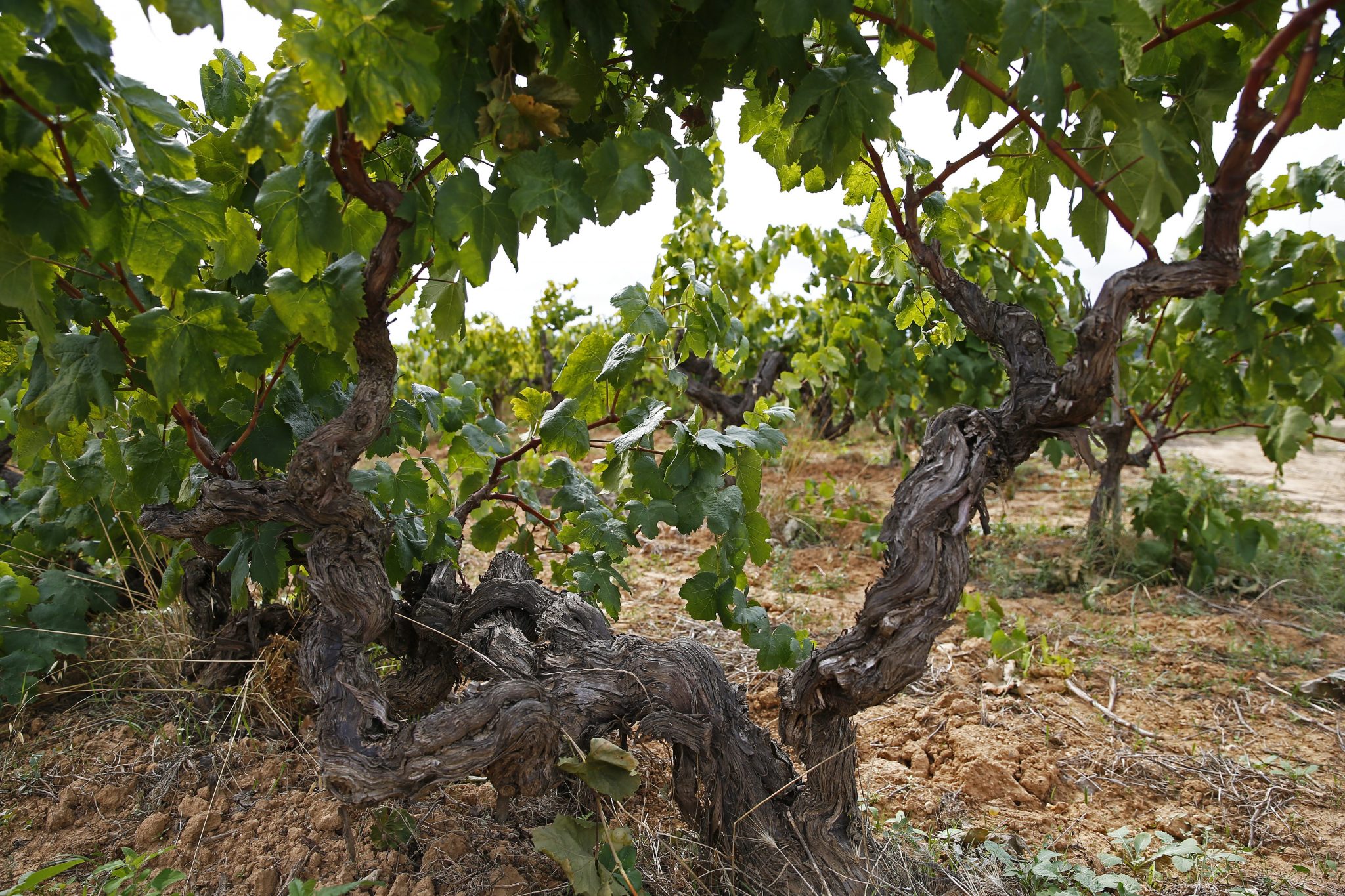 SWEET GRAPES Spain’s Valencia area leads the way in ecological cava