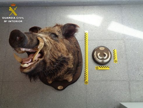 Illegally Stuffed And Hunted Wild Boar Head Discovered At Unapproved Taxidermist On The Costa Blanca In Spain