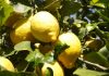 ‘BITTER TASTE’ for lemon growers feeling the squeeze on the Costa Blanca in Spain Lemon growers are feeling the squeeze on the Costa Blanca in Spain