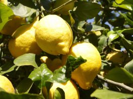 ‘BITTER TASTE’ for lemon growers feeling the squeeze on the Costa Blanca in Spain Lemon growers are feeling the squeeze on the Costa Blanca in Spain