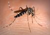 EASY, TIGER: This summer’s tiger mosquito plague could be less severe than previous years in Spain’s Valencia Tiger Mosquito