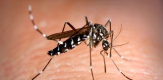 EASY, TIGER: This summer’s tiger mosquito plague could be less severe than previous years in Spain’s Valencia Tiger Mosquito