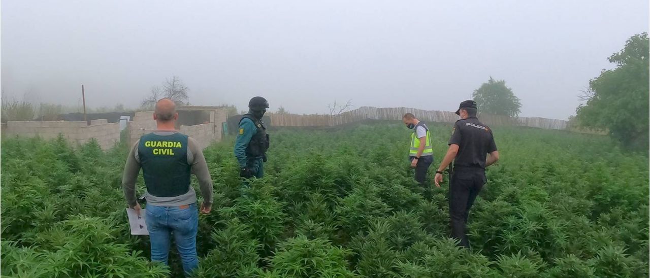 Police seize almost 15,000 marijuana from Costa Blanca rental homes used as giant drugs farms in Spain