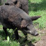 Wild boar causes chaos with a three-car pìle up on a Costa Blanca road in Spain