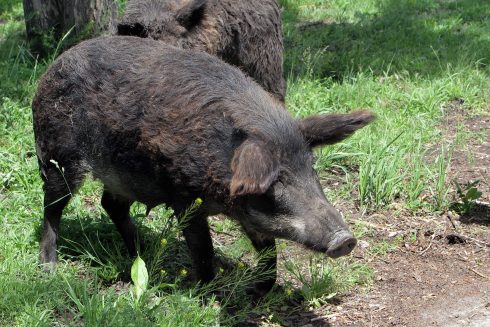 Wild boar causes chaos with a three-car pìle up on a Costa Blanca road in Spain