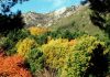 Malaga’s Sierra de las Nieves becomes Spain’s 16th National Park after unanimous vote Bosquedepinoscastanosycerezos2