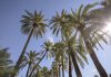 European money helps finance improved facilities in unique palm grove on Spain’s Costa Blanca Palmeral De Orihuela 4