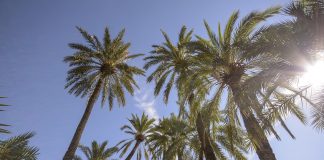 European money helps finance improved facilities in unique palm grove on Spain’s Costa Blanca Palmeral De Orihuela 4