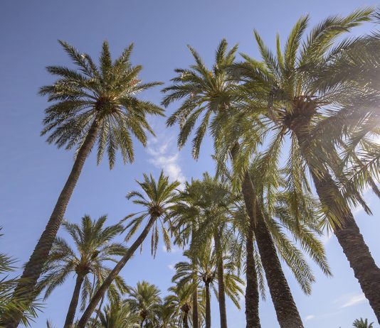 European money helps finance improved facilities in unique palm grove on Spain’s Costa Blanca Palmeral De Orihuela 4